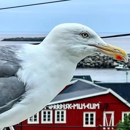 Lofoten Aurora Seafront Penthouse 罗弗敦极光海滨顶层豪华公寓 Sørvågen
